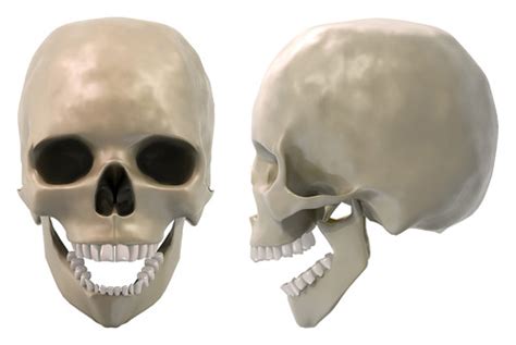 Skull Front And Side Jaw Open Flickr Photo Sharing