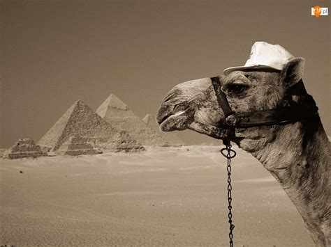 Pustynia Wielbłąd Piramidy