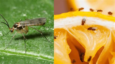 How To Get Rid Of Gnats In My Plants Outdoorgardenaccessories