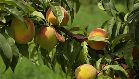 Fruit Trees Home Gardening Apple Cherry Pear Plum Wild Fruit