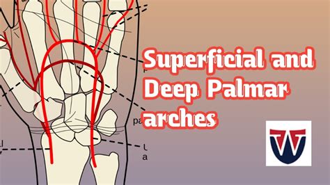 Superficial And Deep Palmar Archesarterial Arches Of Hand World Of