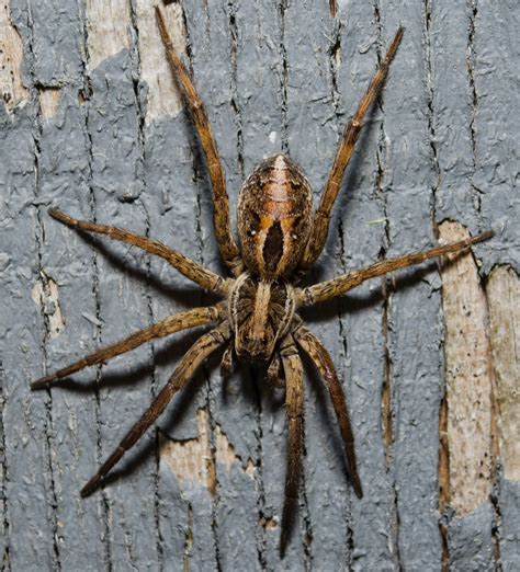 On The Subject Of Nature Spiders Spiders And More Spiders