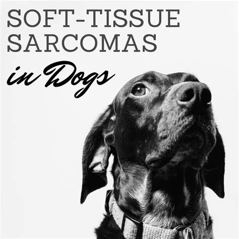 Canine Soft Tissue Sarcomas In Dogs Gemepet