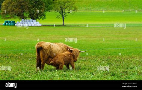 Vista Fascinante De Las Vacas Peludas De Las Tierras Altas En Escocia