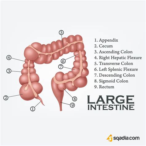large intestine large intestine medical school essentials intestines anatomy