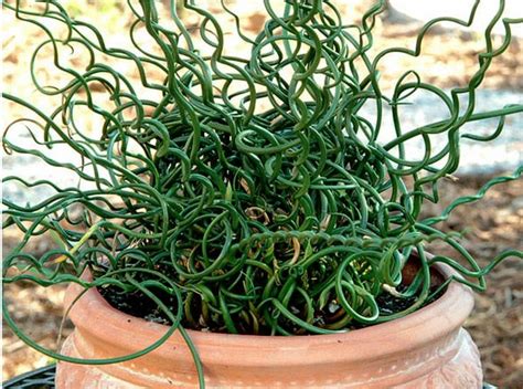 Curly Wurly Corkscrew Rush Juncus Effusus Spiralis 25 Seeds