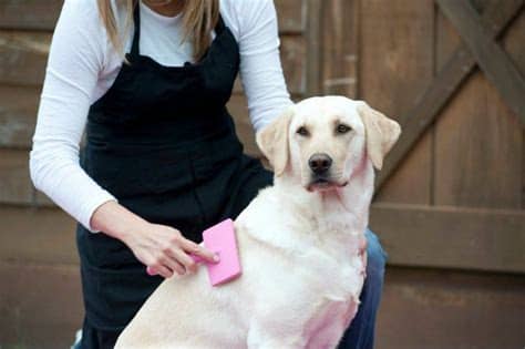 Labrador. | Labrador retriever, Labrador, Welsh springer ...