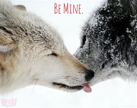 Valentines Day Virtual Enrichment Program With Wolves Wolf
