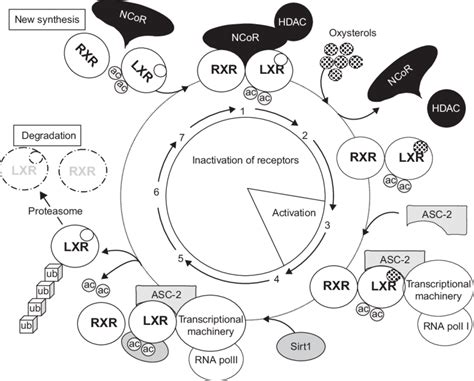 Schematic Representation Of The Activation Inhibition Cycle Of Liver X