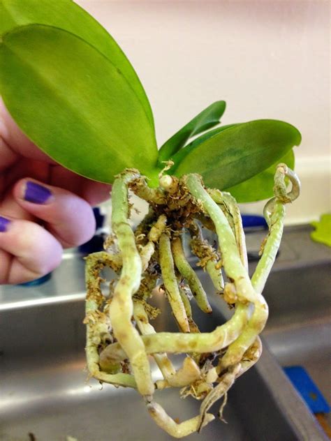 Orchid Obsession : When To Re-Pot An Orchid | Orchids, Orchid soil, Orchid care