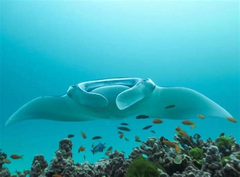 Ray At Lady Elliot Island Eco Resort Gbr Great Barrier Reef Manta