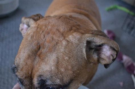 Hives On Dogs Skin