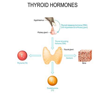 The thyroid gland is located at the front of the neck and produces thyroid hormones that travel through the blood to help regulate many other organs, meaning that it is an endocrine organ. Thyroid Condition | Hypothyroidism, Low Thyroid Treatment ...