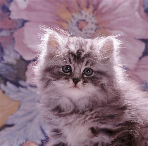 Fluffy Silver Tabby Kitten Photo Wp08507