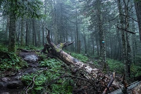 Best Fallen Tree Stock Photos Pictures And Royalty Free Images Istock