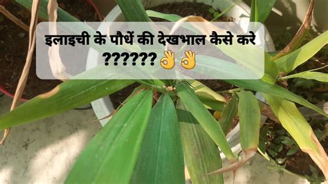 इलाइची के पौधे की देखभाल कैसे करे🤔 इलाइची के पौधे को घर मे कैसे लगाए