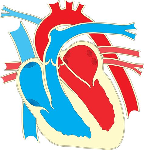 Human Heart Png Free Logo Image