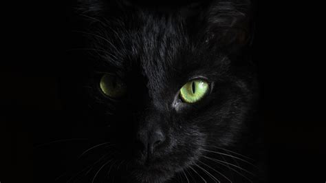 Black Cat 5k With Dark Background Wallpapers Hd