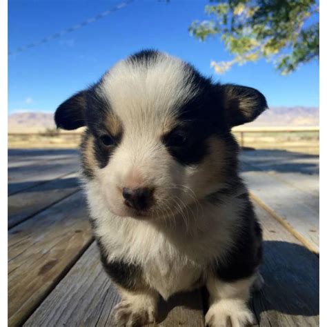 Our standards for pembroke welsh corgi breeders in michigan were developed with leading veterinarians and animal welfare experts. corgi puppies for sale in Malta, Idaho - Puppies for Sale Near Me