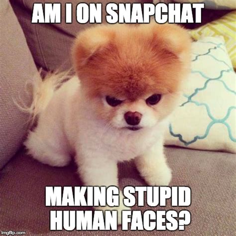 Snapchat Dog Imgflip