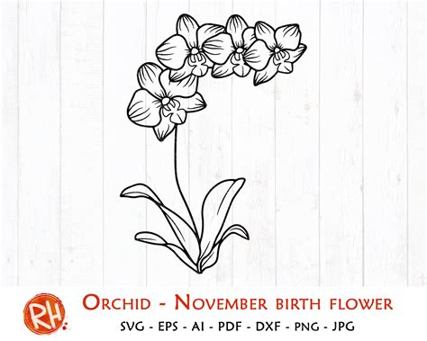 Orchid Svg November Birth Flower Svg Phalaenopsis Etsy