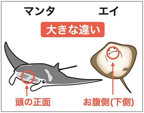 マンタとエイの違いは口の位置！大きさと英語名は？│違いの王国