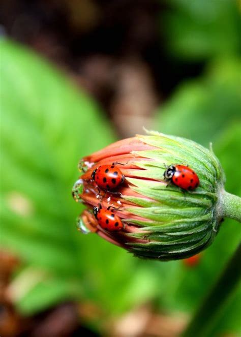 This Buds For You Ladybug Beautiful Bugs Ladybird