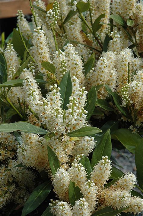 Dwarf English Laurel (Prunus laurocerasus 'Nana') in Fayetteville