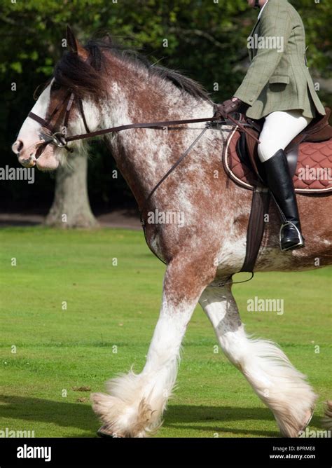 Riding A Clydesdale Horse Stock Photo Alamy