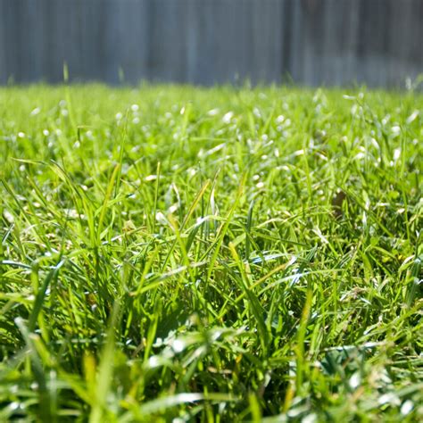 Tips To Take Care Of Your Lawn During Winter Innovation Grounds