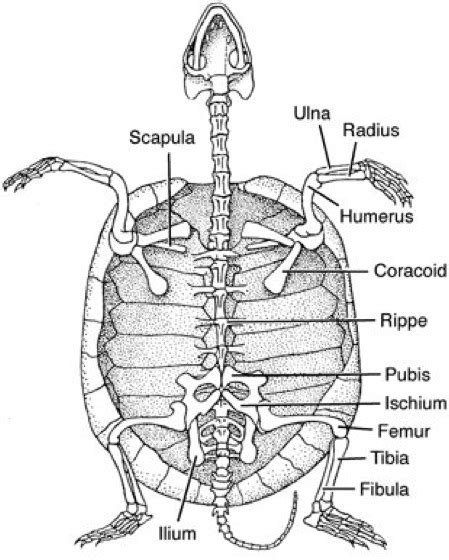 Blindschleichen sind in weiten teilen europas sowie in manchen. Reptilia - Kompaktlexikon der Biologie