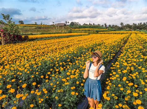Aerial View Of Woman On A Marigold Field Bali Island Stock Photo