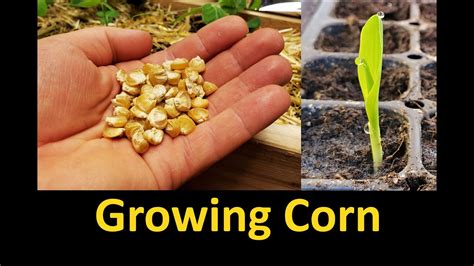 Growing Corn Part 1 Planting And Germinating Youtube