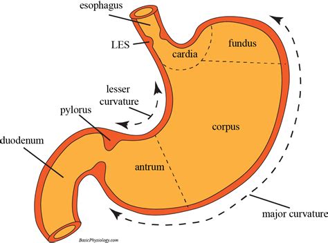 E4 Stomach