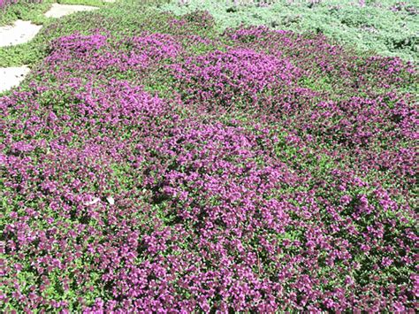 If it's been a rainy week, you might not need to water your lawn at all and can thank nature for taking care of your lawn. Red Creeping Thyme | Red creeping thyme, Creeping thyme, Landscaping inspiration