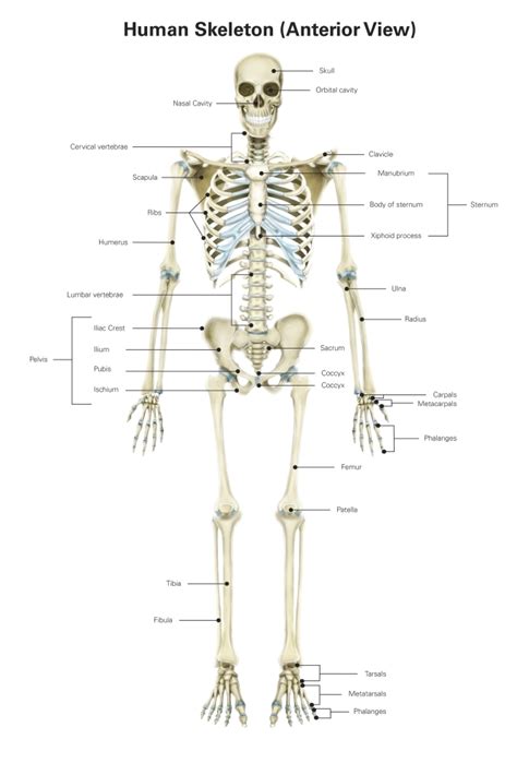 Anterior View Of Human Skeletal System With Labels Poster Print By