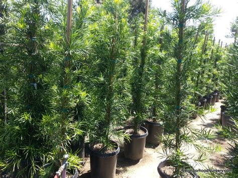 Learn more about moon valley. Podocarpus elongatus 'Icee Blue' column #15 20150618 ...