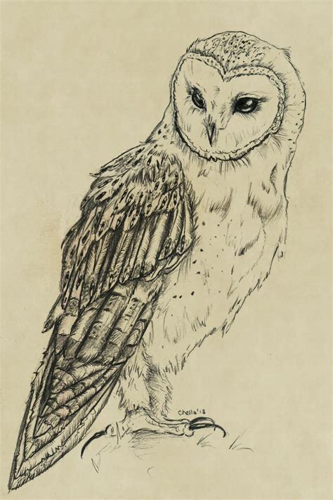 Drawn Owl Sketch Pencil And In Color Drawn Owl Sketch Owls Drawing