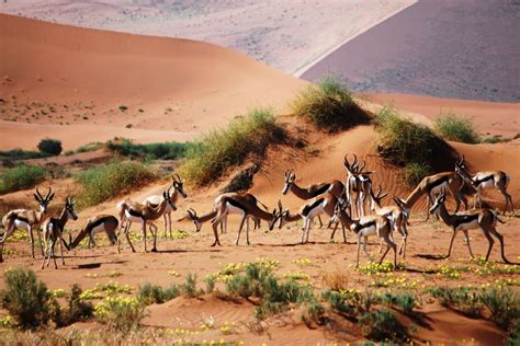 Namibia Safari Camping And Lodge Tour Etosha And Namib