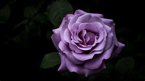 Desktop pc, laptop, mac, iphone, ipad, android mobiles, tablets, windows phones. Purple Rose HD Wallpapers | HD Wallpapers | ID #32626