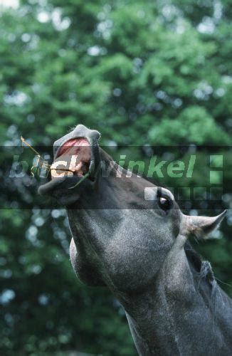 Blickwinkel Anglo Araber Angloaraber Equus Przewalskii F Caballus Portrait Hengst Flehmt