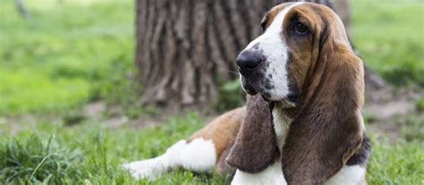 The approach to select newborn basset hound puppies can sometimes be flawed because of a variety of reasons. Basset Hound Puppies For Sale | Greenfield Puppies
