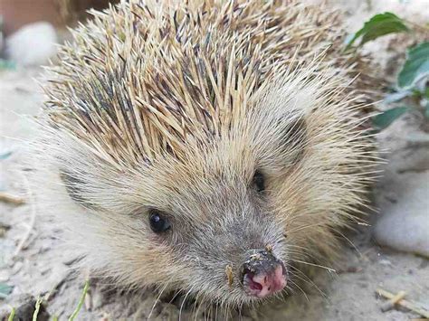 Two species of hedgehog in Spain. - Wildside Holidays - Walking and