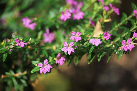 How To Grow And Care For Mexican Heather