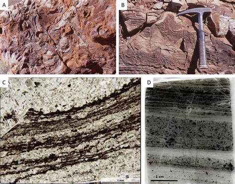 Early Terrestrial Microorganisms Ab 344 Ga Old Stromatolites From