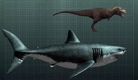 Le dimensioni contano. Megalodon vs T-rex | Megalodon, Megalodon shark