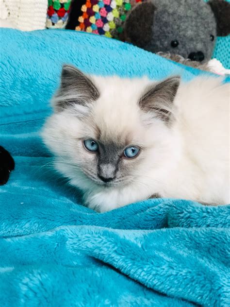 Stunning Blue Point Ragdoll Cat A Guide To Gato Ragdoll Breeds
