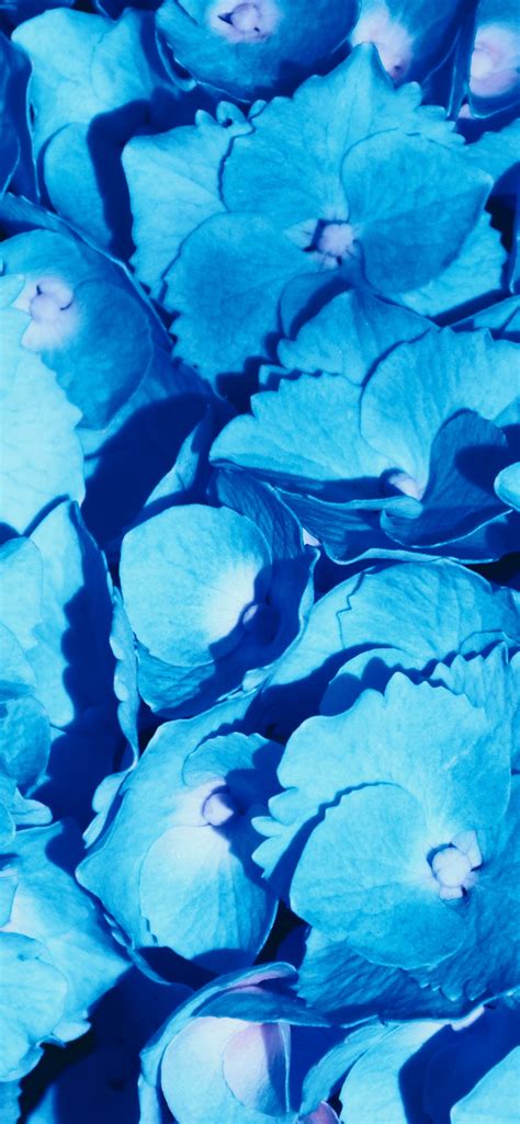 Hydrangea Flowers 4K Wallpaper, Blue flowers, Petals, Floral Background