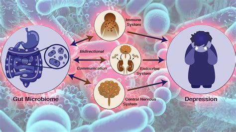 The Gut Microbiome Affects Physiology And Molecular Events Throughout