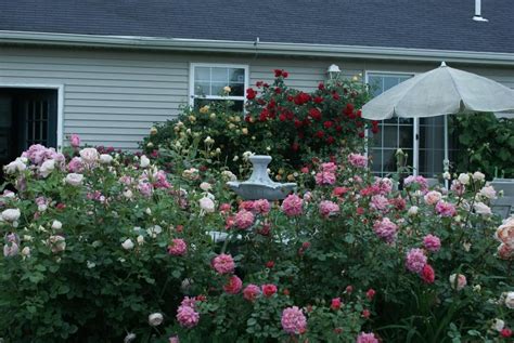 Rose Garden Flowers And Garden Garden Rose Garden